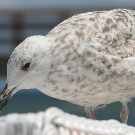 Yachthafenresidenz-wohnung-9207-895 Lejlighed *